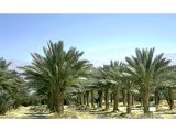 Date palm trees. The date palm was an essential article of diet and the palm branches were borne as a sign of rejoicing at festivals.